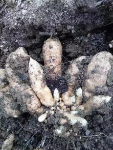 我是第一書(shū)記,我為俺村代言