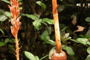 野天麻多少錢(qián)一斤