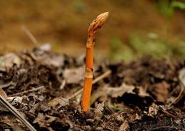 天麻種苗供應信息 天麻種苗批發 天麻種苗價格 找天麻種苗產品上