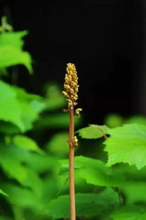 每天最少學(xué)一味中藥 天麻 第 185天