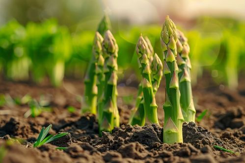 農產品成熟營養蔬菜蘆筍圖片攝影圖 廣告素材 下載至來源處