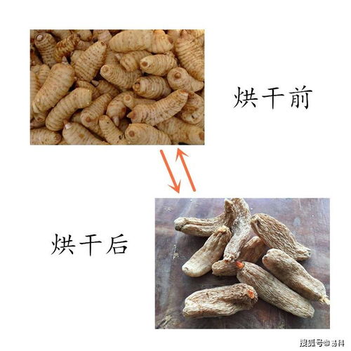 如何挑選好用的天麻烘干機