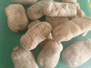 致臻農產明日商品消息