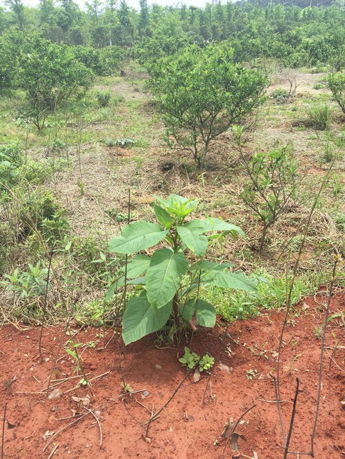 請(qǐng)問這是人們說的野菜野天麻嗎