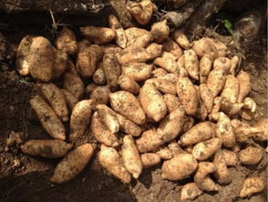 重磅頭條 2016年全國(guó)天麻產(chǎn)新報(bào)告