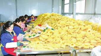 康縣天麻 深山瑰寶遠銷全國