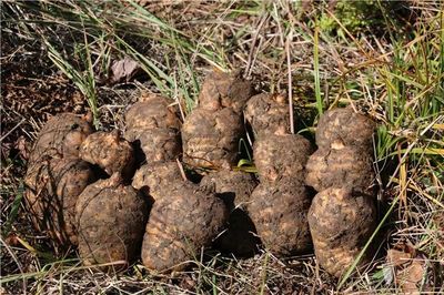 彝良榮膺“全國天麻生產先進縣”，烏蒙深山里的“金疙瘩”何以閃耀全國？